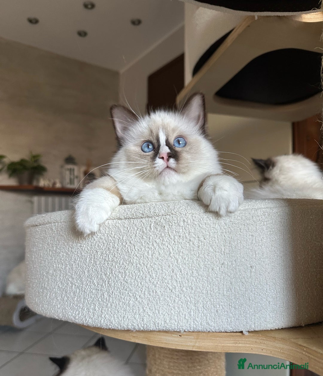 Ragdoll gatti in vendita: Cucciole Ragdoll disponibili subito pedigree  - Annuncio 5