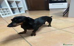 Bassotto cani per accoppiamento: Bassotto tedesco per accoppiamento  - Immagine 4