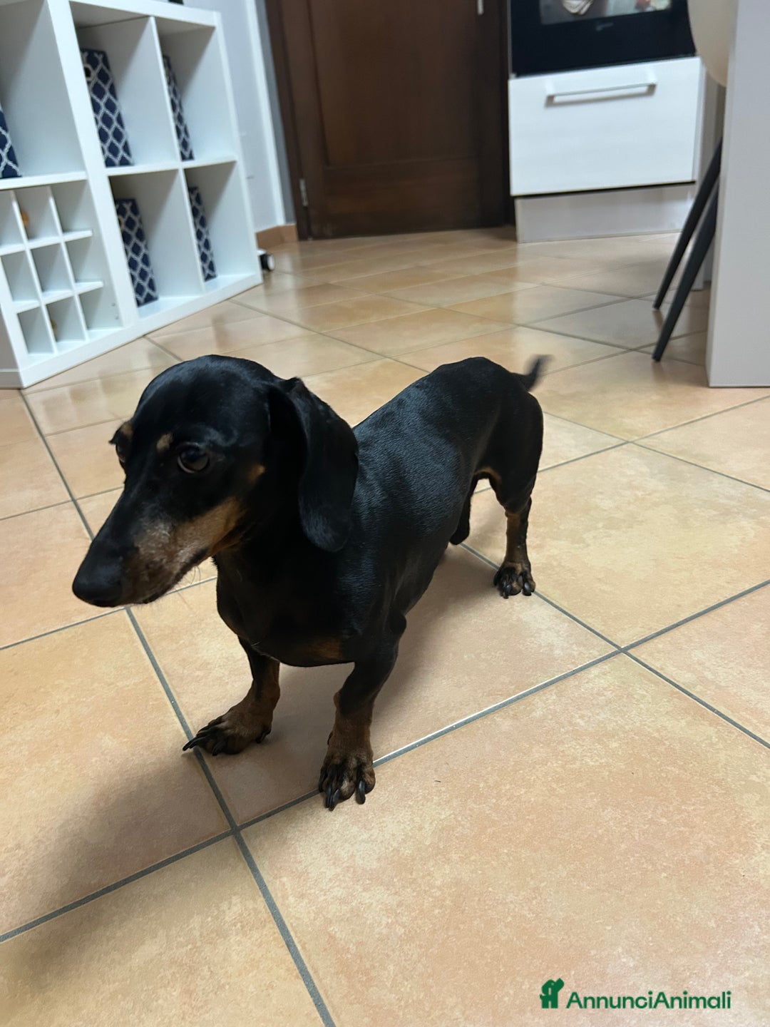 Bassotto cani per accoppiamento: Bassotto tedesco per accoppiamento  - Immagine 4