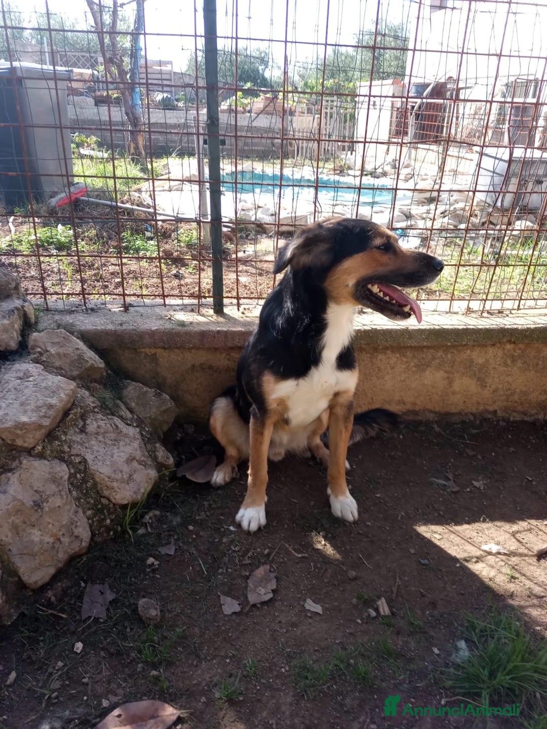 Meticcio cani in regalo: Gigio: 2 anni, socievole, equilibrato - Annuncio 2