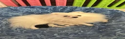 Volpino Pomerania cani in vendita: Volpino di Pomerania  - Annuncio 6