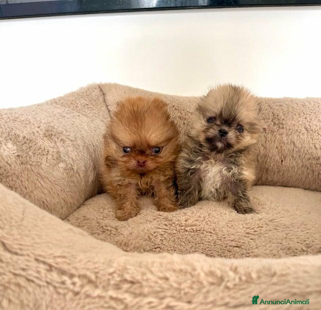 Volpino Pomerania cani in vendita: Cuccioli di Pomerania!  - Annuncio 12