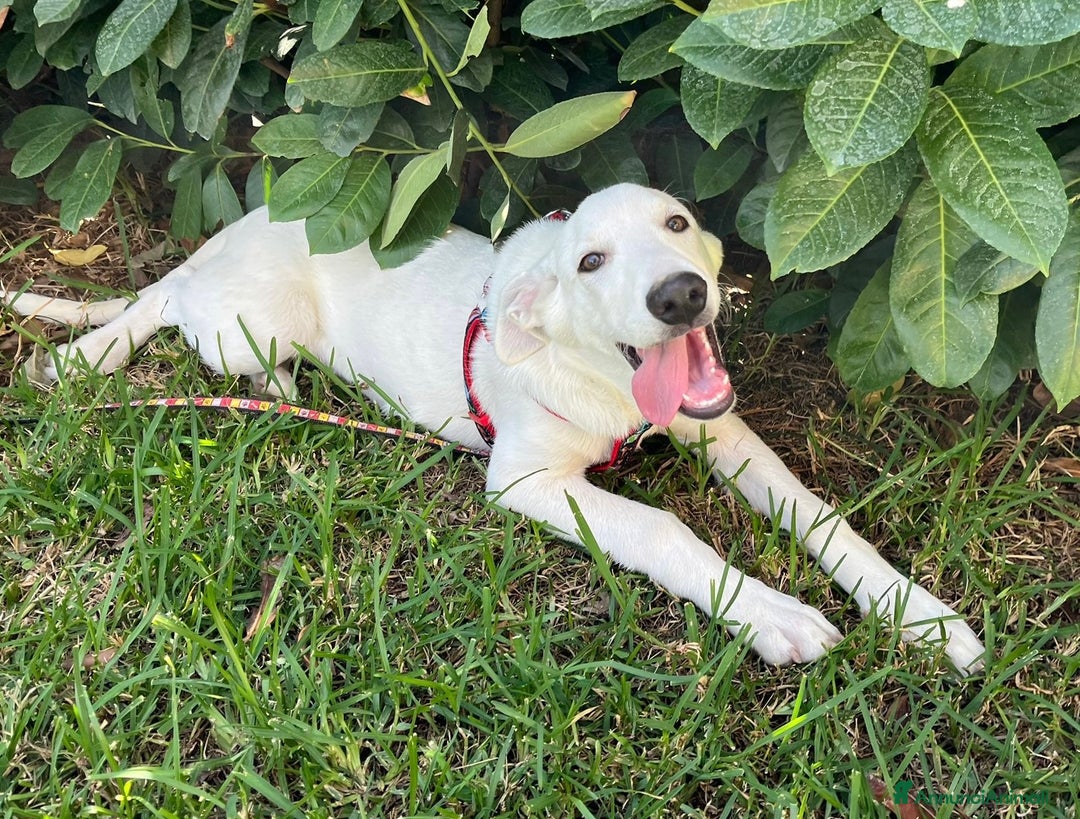 Meticcio cani in regalo: Salviamo Chase cucciolo tg medio grande in box - Annuncio 2