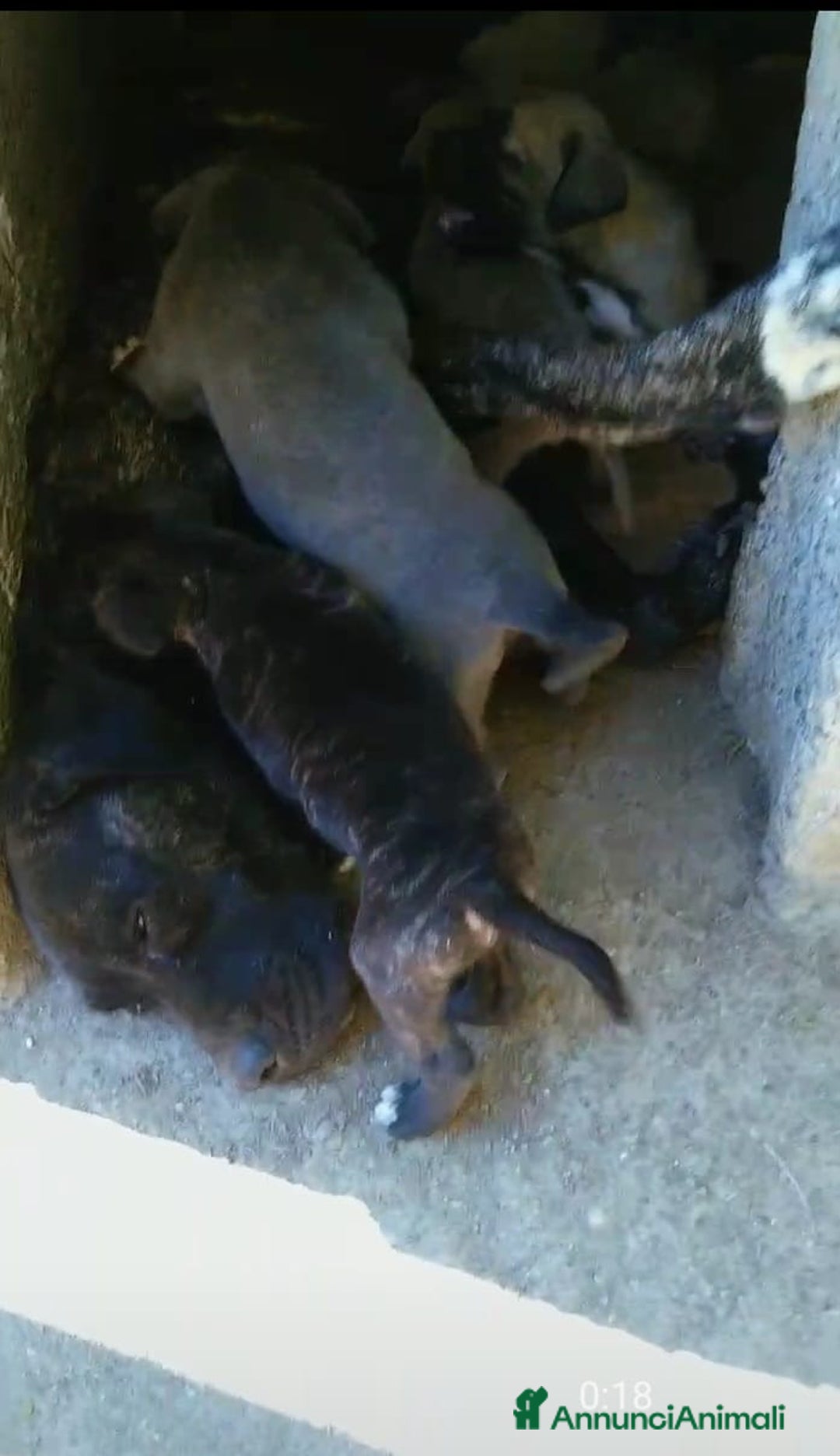 Cane Corso cani in vendita: ​Cane Corso Cuccioli,Pronti per la prenotazione. - Annuncio 3