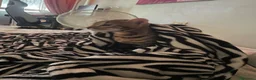 Bengala gatti in vendita: Gatto bengala a Provincia di Varese - Annuncio 9