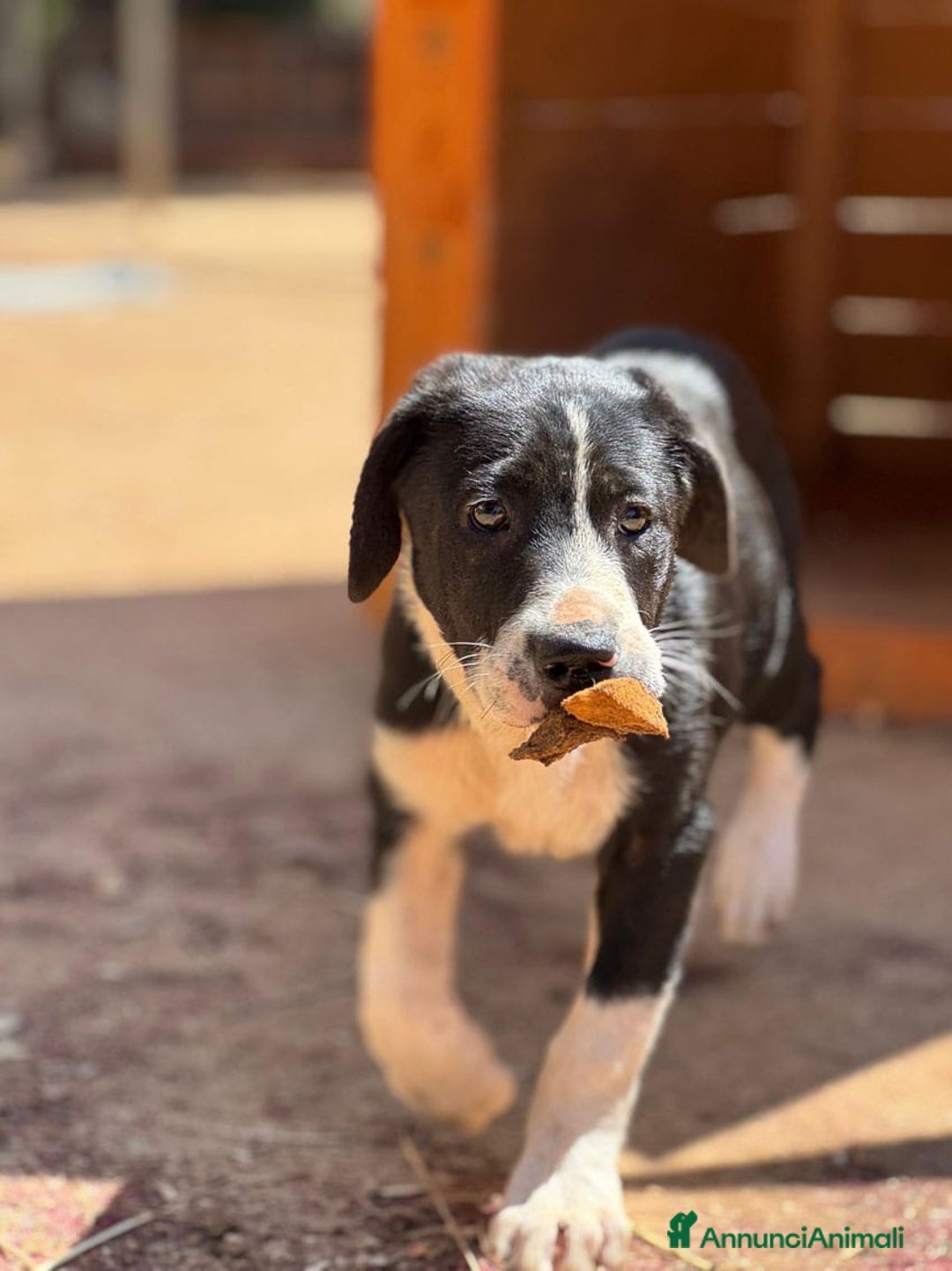 Altre razze cani in regalo: DANA DOLY DORIS 4 MESI (23/02/25) a Provincia di Bergamo - Immagine 11