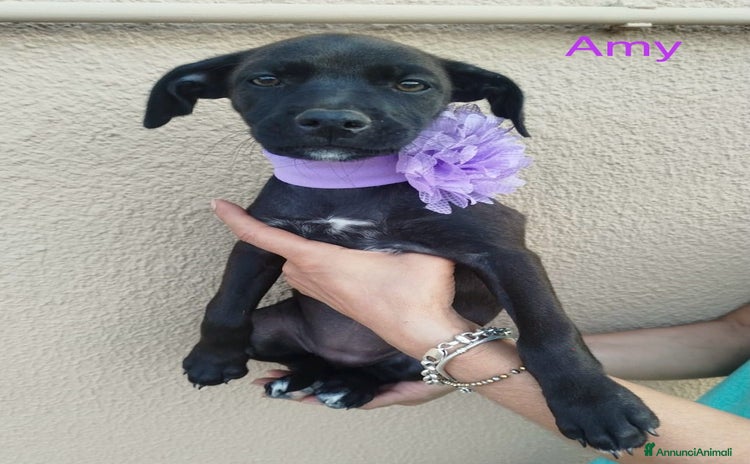 Meticcio cani a Provincia di Cremona - Annuncio 3