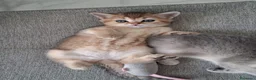 Scottish gatti in vendita: Splendidi cuccioli Scottish Straight – Modena - Annuncio 9