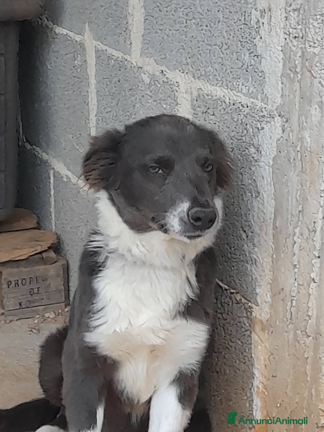 Meticcio cani in regalo: Dylan cucciolo in adozione - Annuncio 8