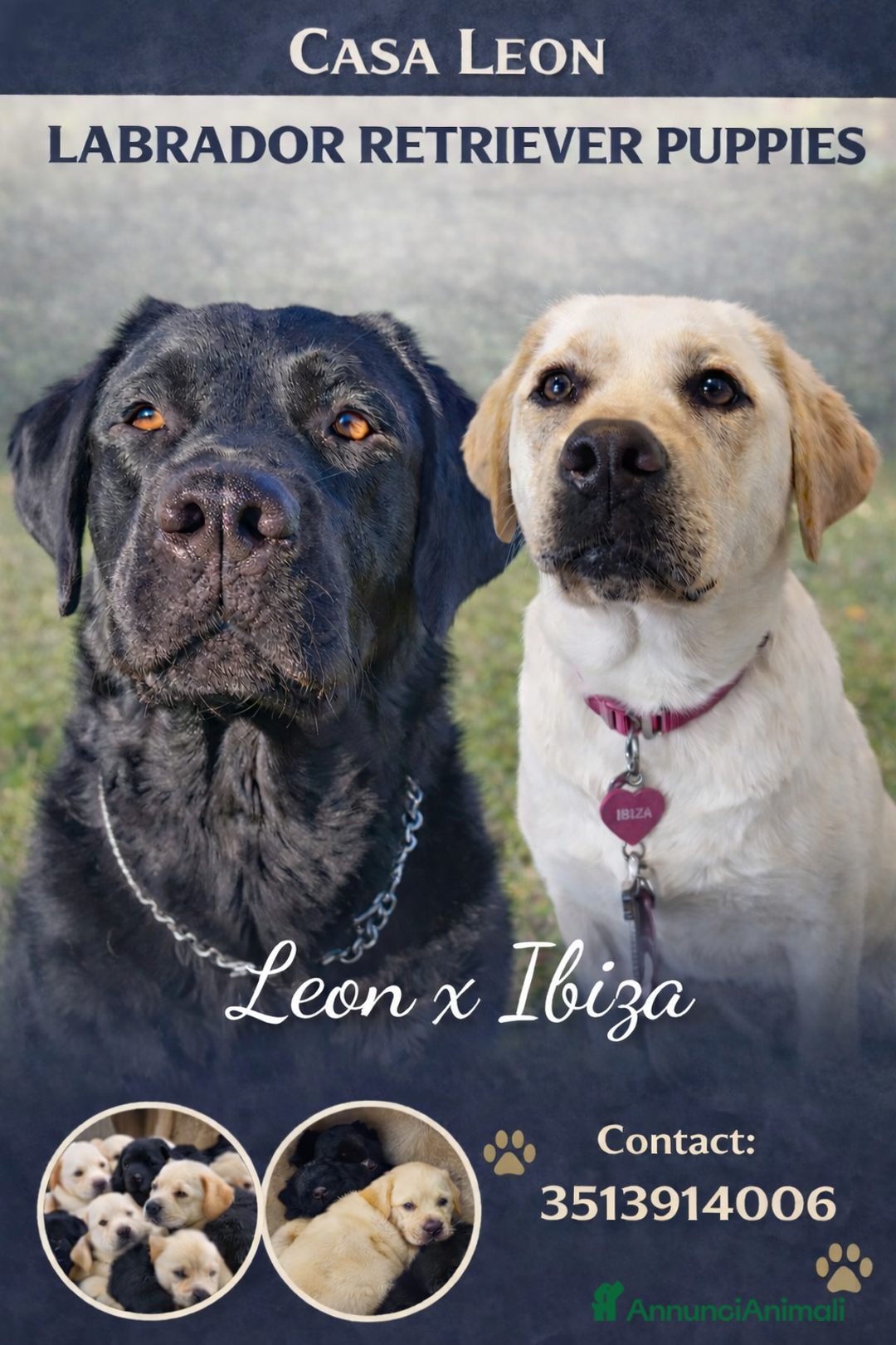 Labrador cani in vendita: Labrador retriever cuccioli  - Annuncio 2