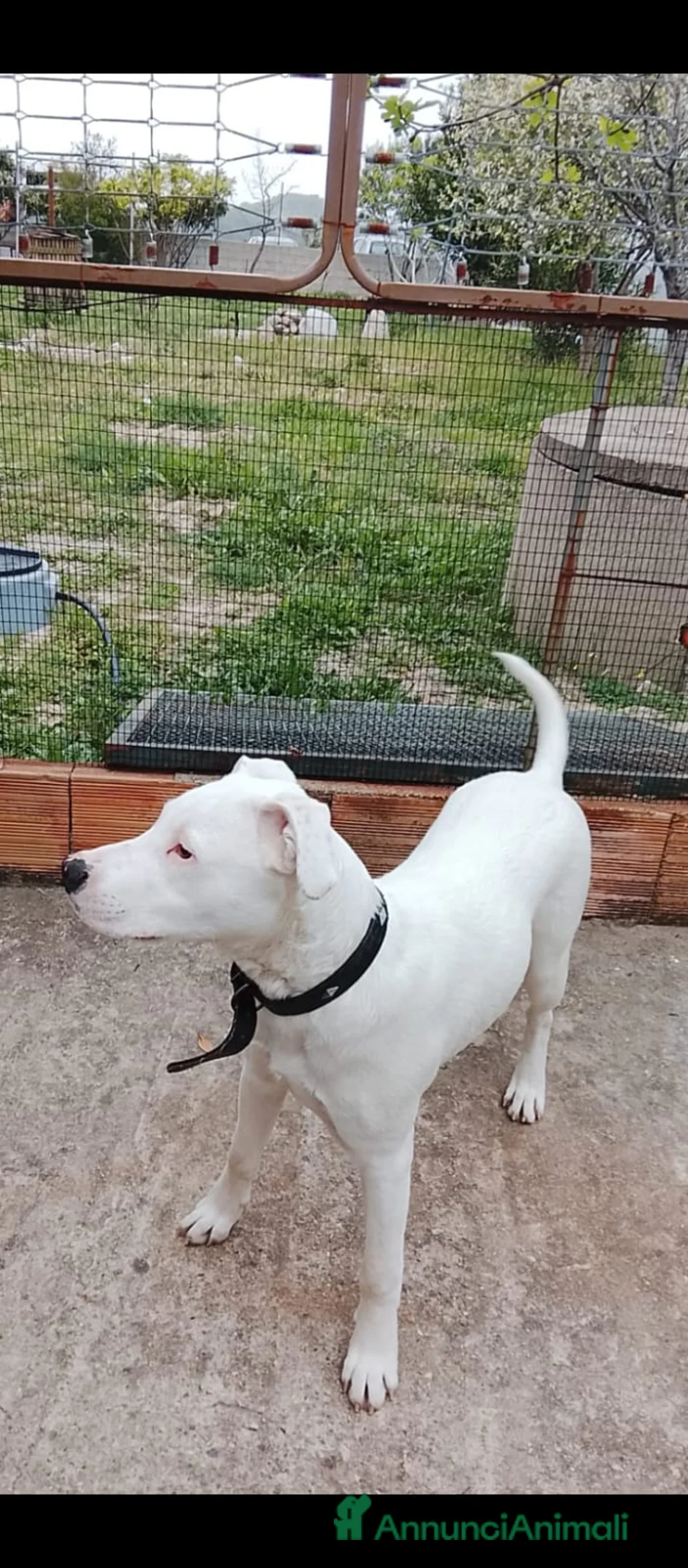 Dogo Argentino cani in vendita: Cuccioli di Dogo Argentino  - Annuncio 1