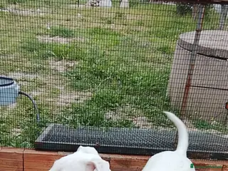 Dogo Argentino cani Cuccioli di Dogo Argentino - Annuncio 19