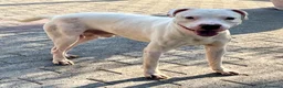 Meticcio cani in regalo: MALIBU' PIT CANDIDO - Annuncio 2