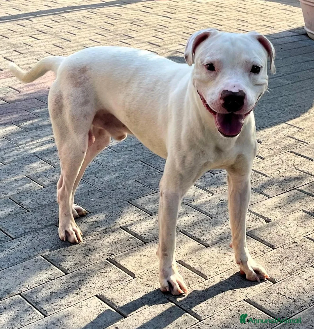 Meticcio cani in regalo: MALIBU' PIT CANDIDO - Annuncio 2