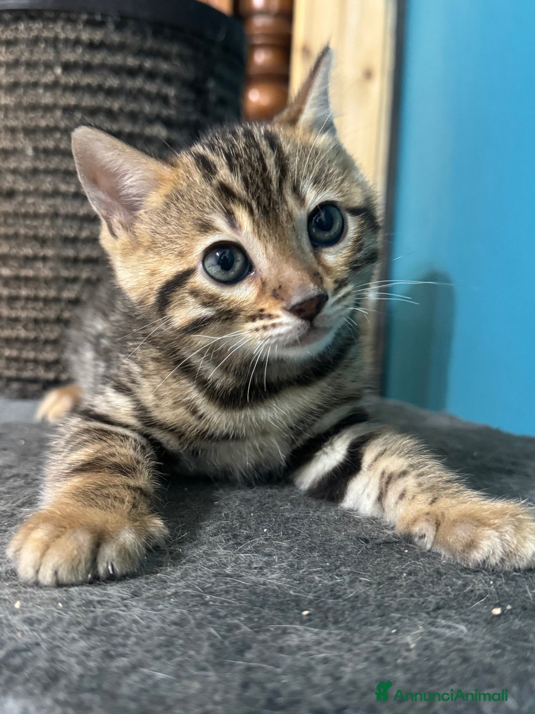 Bengala gatti in vendita: Cuccioli bengala  - Annuncio 5