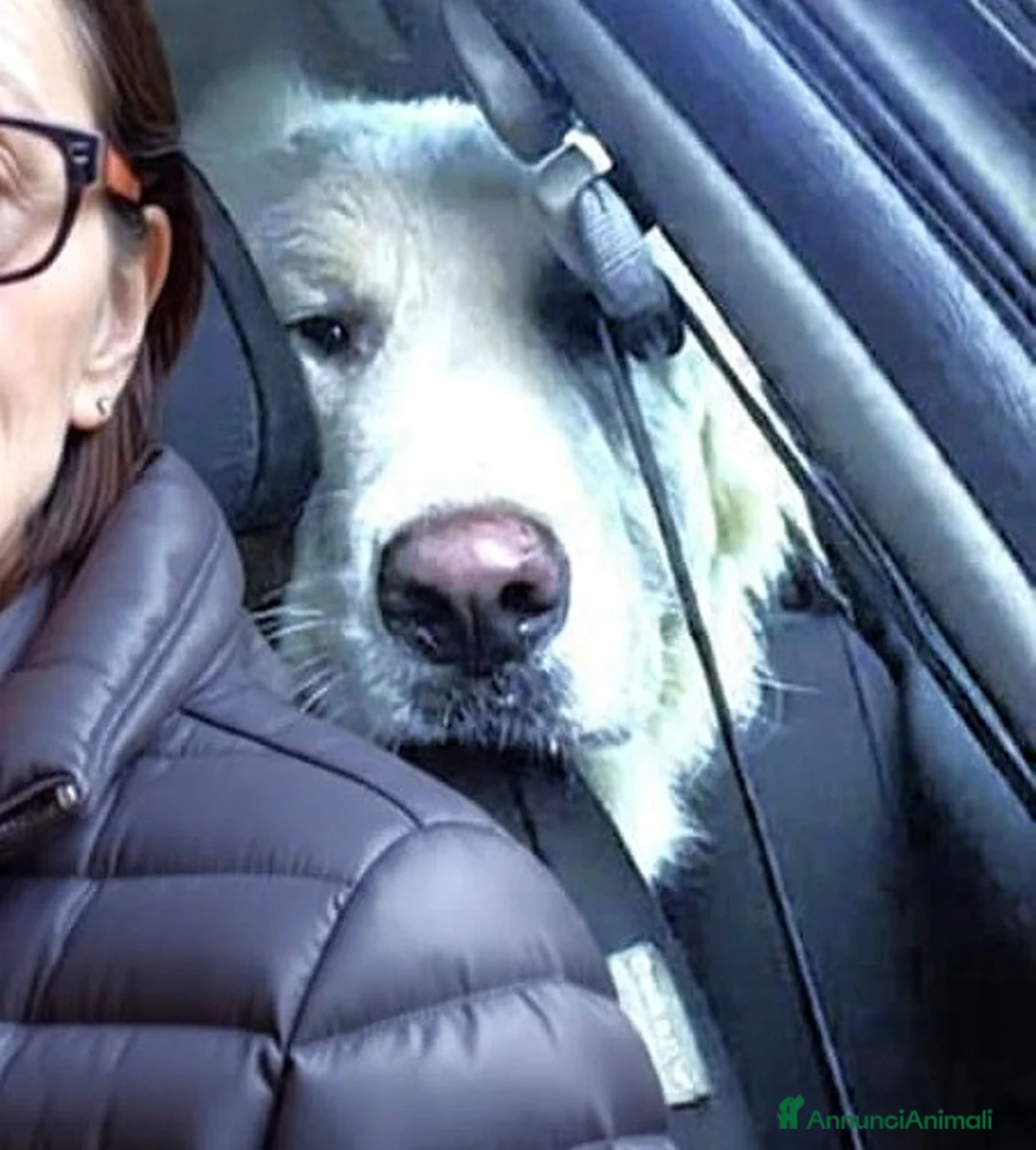 Cane da Montagna dei Pirenei cani in regalo: Cucciolone Patou raggio di luna: candido e buono - Annuncio 5