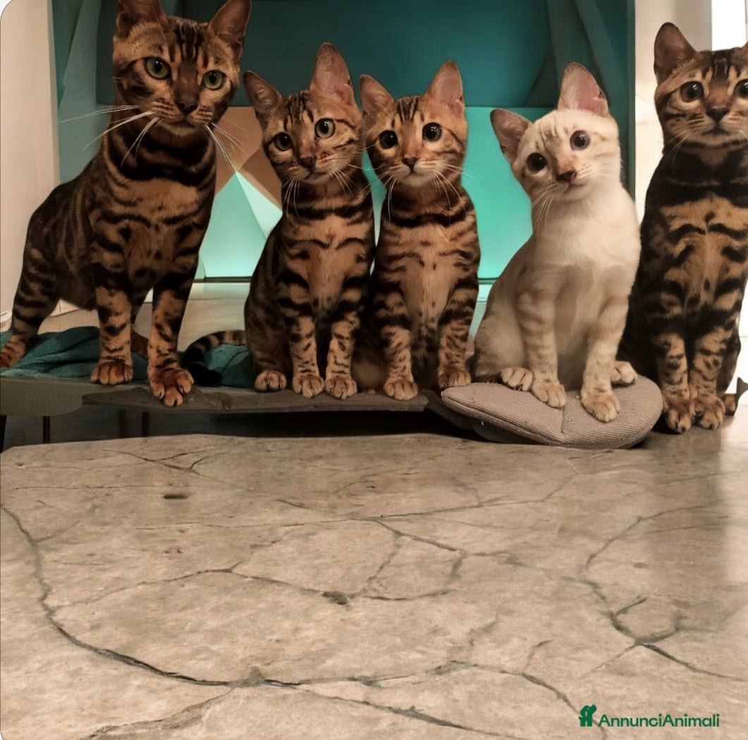 Bengala gatti Gattini del Bengala  - Annuncio 1