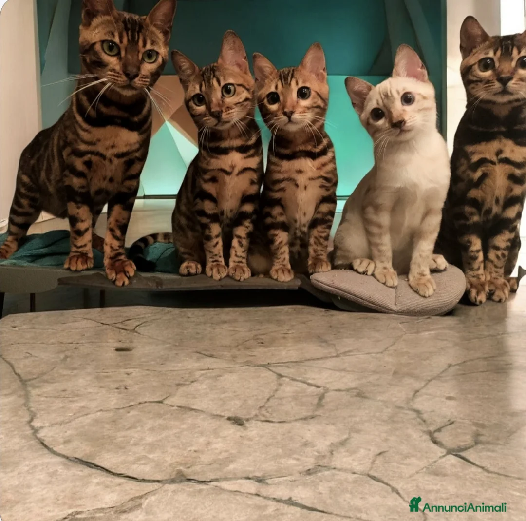 Bengala gatti in vendita: Gattini del Bengala  - Annuncio 1