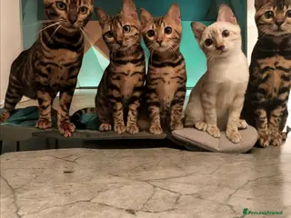 Bengala gatti Gattini del Bengala - Annuncio 1