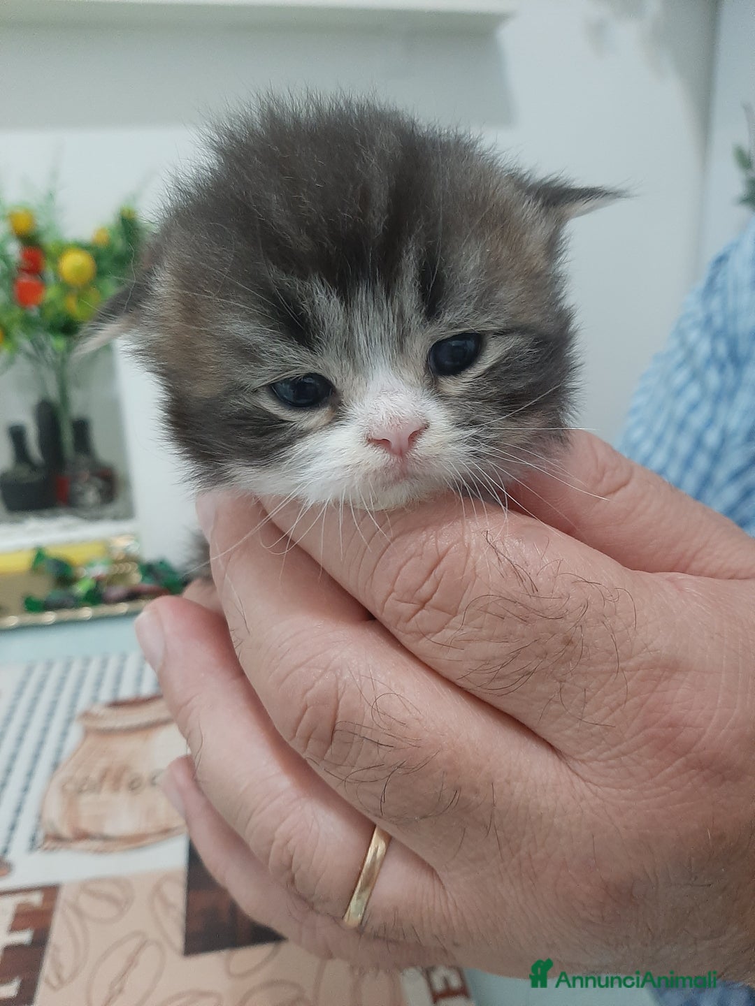 Persiano gatti in vendita: Gattini persiano bicolore a Città metropolitana di Messina - Immagine 32