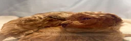 Barboncino Toy cani in vendita: Cuccioli barboncino toy rosso - Annuncio 13