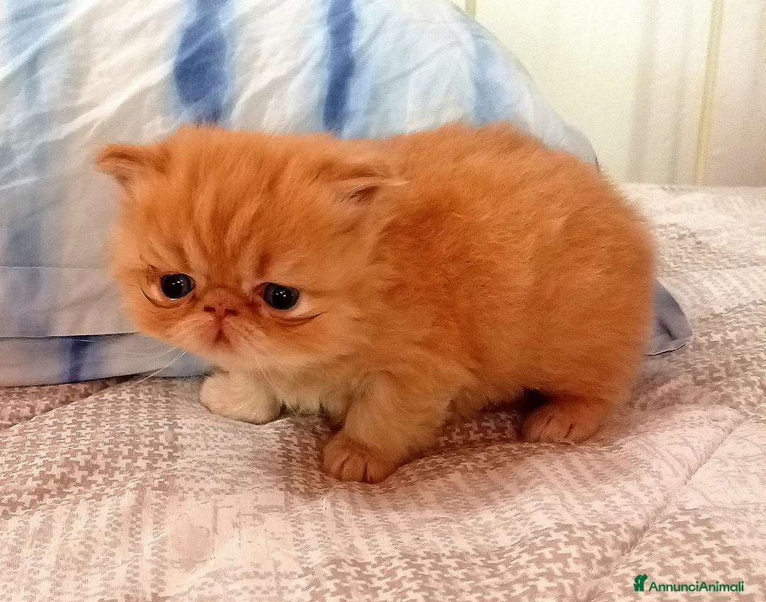 Persiano gatti in vendita: Gattini persiani - Annuncio 2