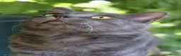 Certosino gatti in regalo: Certosino maschio di un anno - Annuncio 10