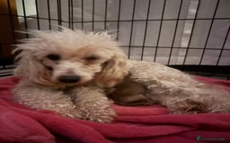 Barboncino cani in vendita: Barboncini cuccioli con pedigree Enci  a Provincia di Treviso - Immagine 6