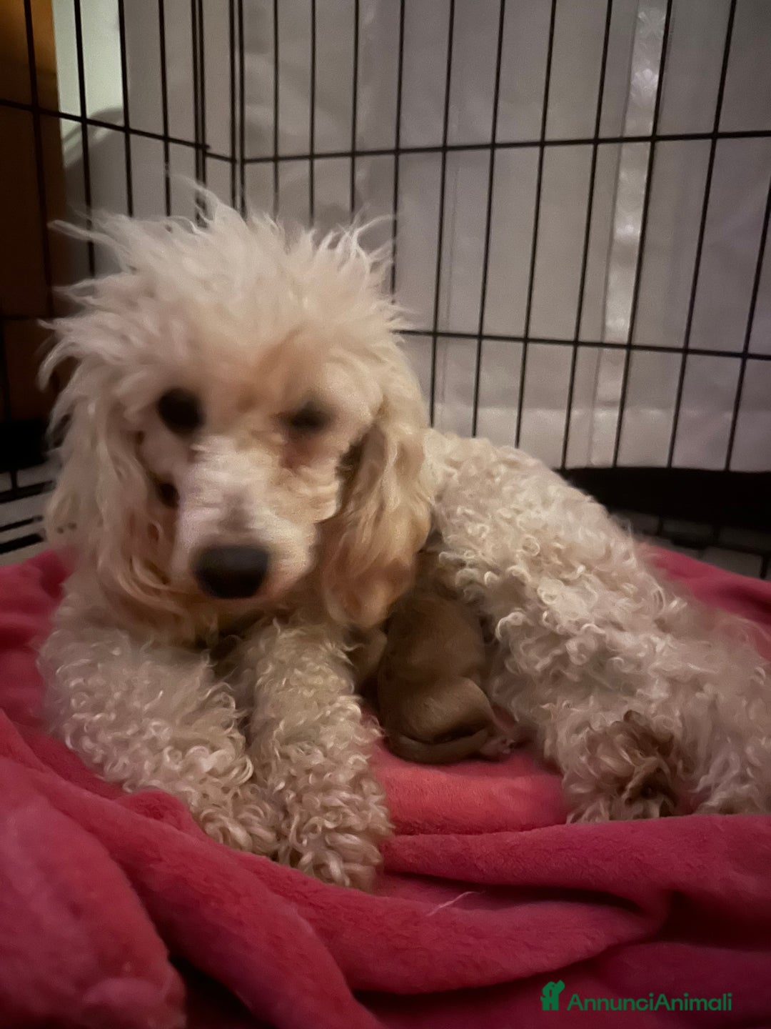 Barboncino cani in vendita: Barboncini cuccioli con pedigree Enci  a Provincia di Treviso - Immagine 6