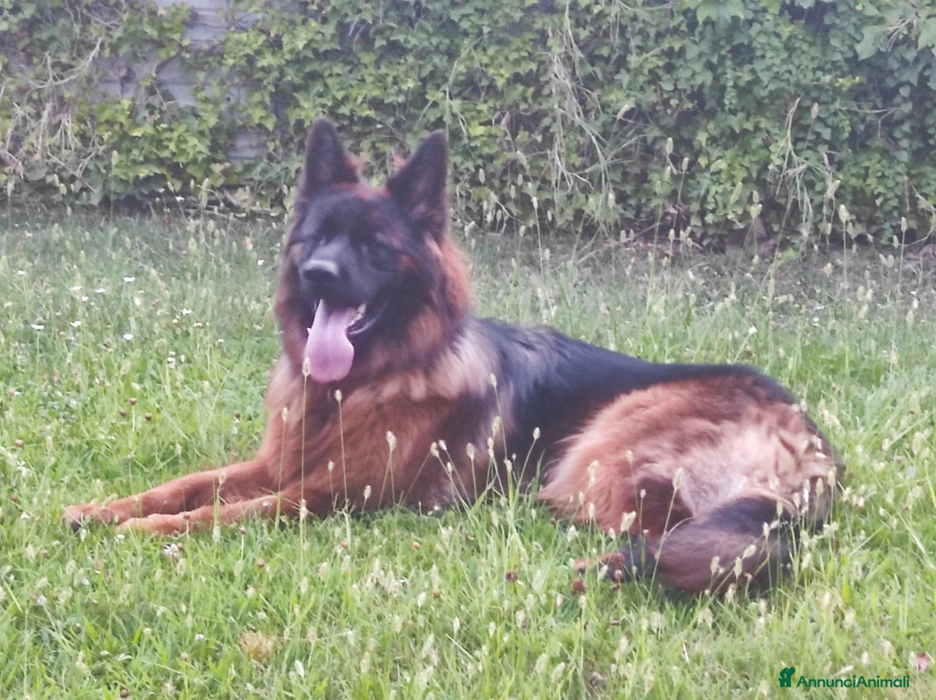 Pastore Tedesco cani Cerco femmina pastore tedesco con peedgree - Annuncio 1