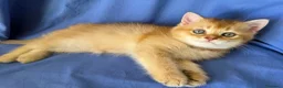 Scottish gatti in vendita: Splendidi cuccioli Scottish Fold e Straight - Annuncio 5