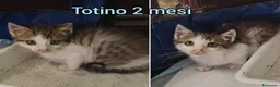 Altre razze gatti in regalo: GATTINI ABBANDONATI: EMERGENZA  a Città metropolitana di Milano - Annuncio 3