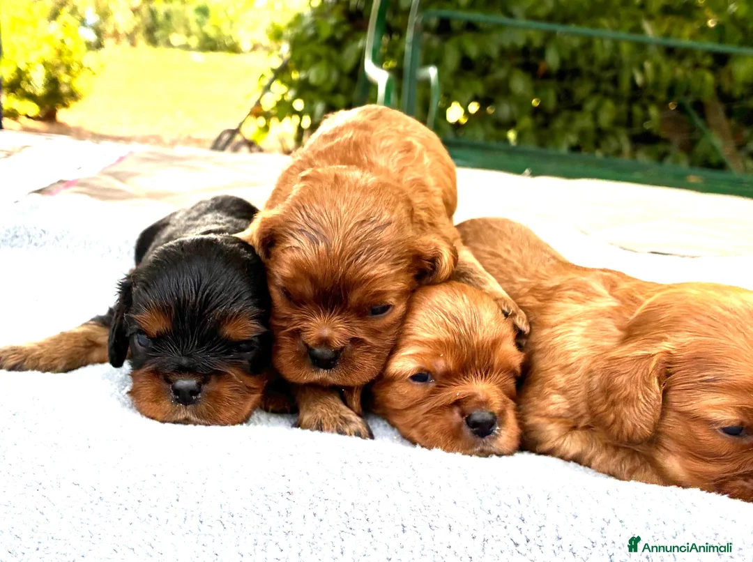 Cavalier King cani in vendita: Cuccioli Rubin di cavalier king  - Annuncio 2