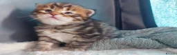 Siberiano gatti in vendita: Cuccioli di gatto Siberiano Certificati  - Annuncio 8