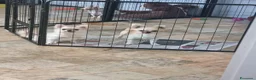 Chihuahua cani in vendita: Cuccioli di Chihuahua toy con occhi azzurri  - Annuncio 2