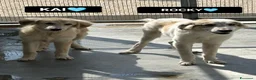 Meticcio cani in regalo: ROCKY E KAI - Annuncio 1