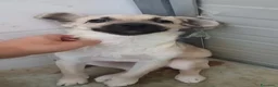 Meticcio cani in regalo: Milú 3 mesi e mezzo quasi 5 kg cerca casa  - Annuncio 11
