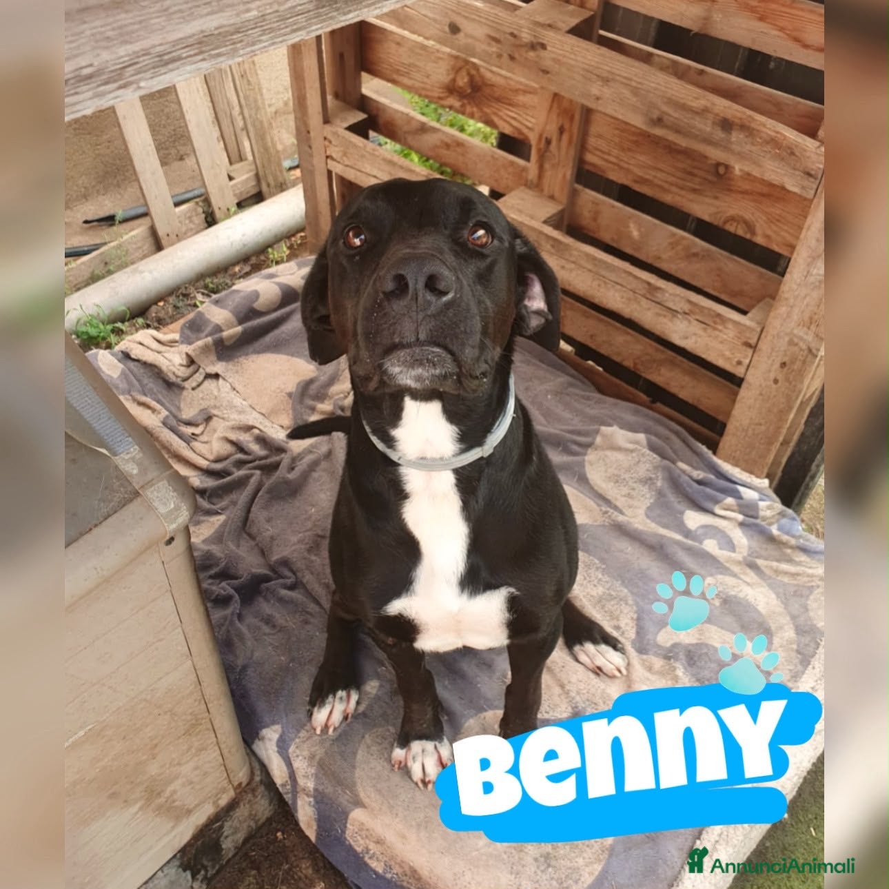 Meticcio cani BENNY 💙 e se stessi aspettando proprio lui? - Annuncio 34