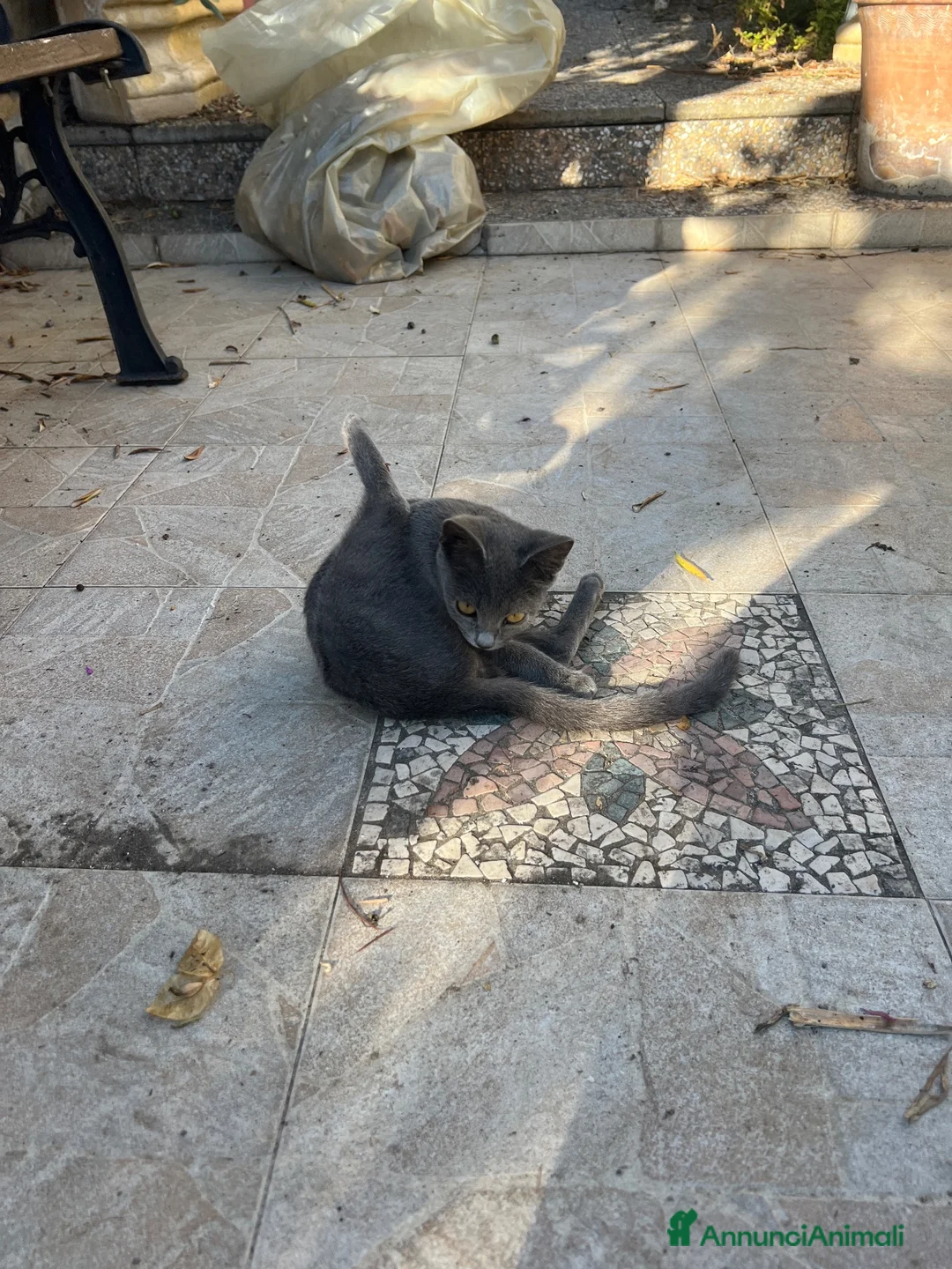 Altre razze gatti in regalo: Bellissimo gatto grigio cerca casa ❤️ - Annuncio 10