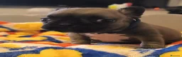 Bulldog Francese cani in vendita: Cuccioli di Bulldog francese - Annuncio 3