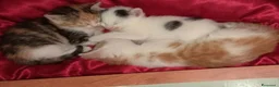 Altre razze gatti in vendita: Calicò van - Annuncio 3