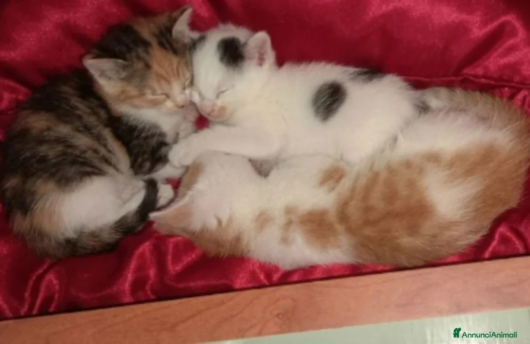Altre razze gatti in vendita: Calicò van - Annuncio 3