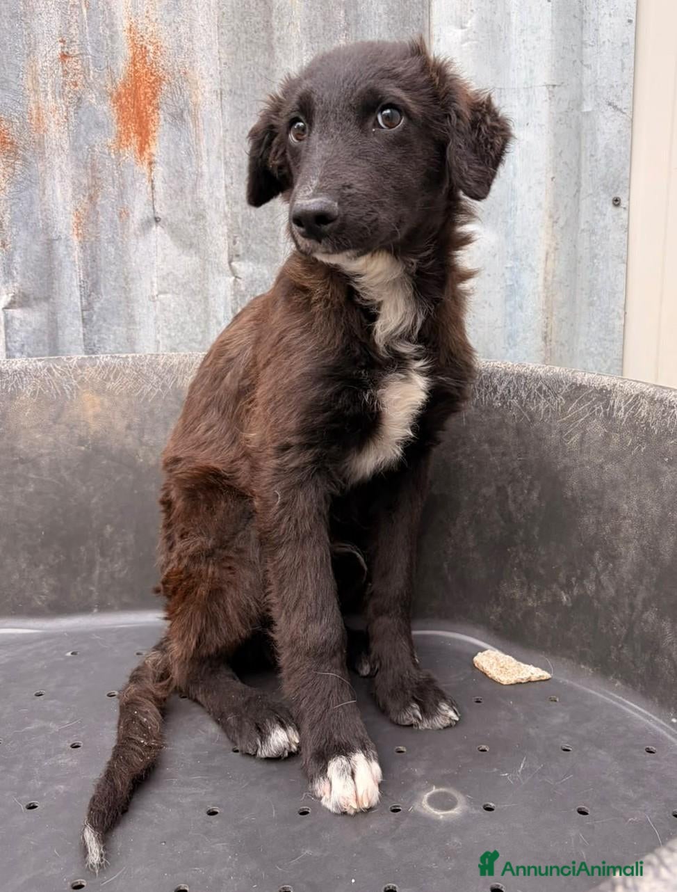 Setter Inglese cani YUKI TENERO SETTERINO - Annuncio 8