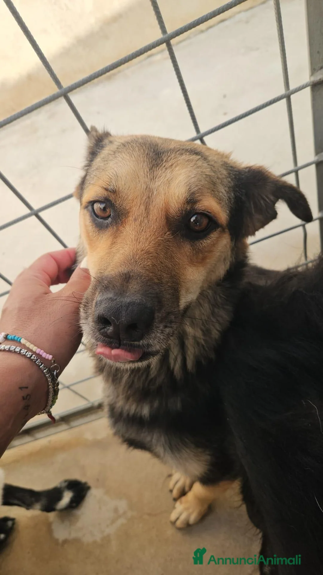 Meticcio cani in regalo: Andrea: 2 anni, timido e dolce - Annuncio 2