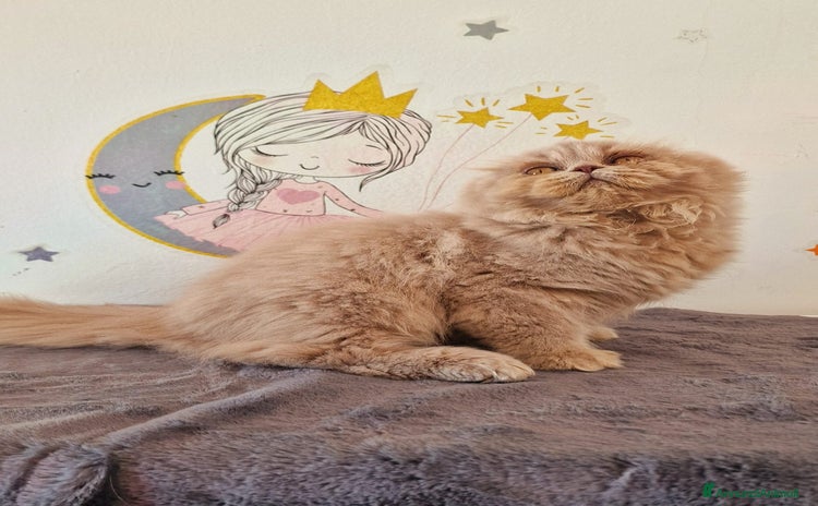 Scottish gatti - Annuncio 4