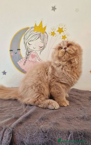 Scottish gatti Scottish Fold - Annuncio 4