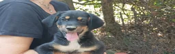 Meticcio cani in regalo: MANGO HA BISOGNO DI UNA MAMMA E DI UN PAPA' - Annuncio 4