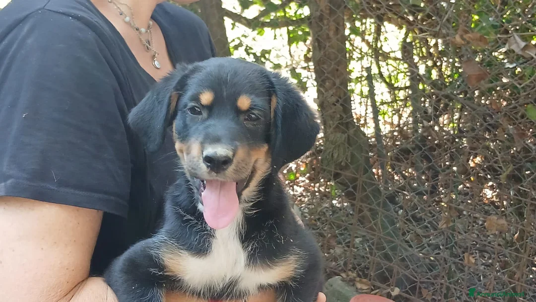 Meticcio cani in regalo: MANGO HA BISOGNO DI UNA MAMMA E DI UN PAPA' - Annuncio 4
