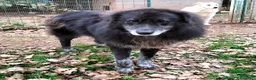 Meticcio cani in regalo: LUPO dolcissimo pastore! - Annuncio 5