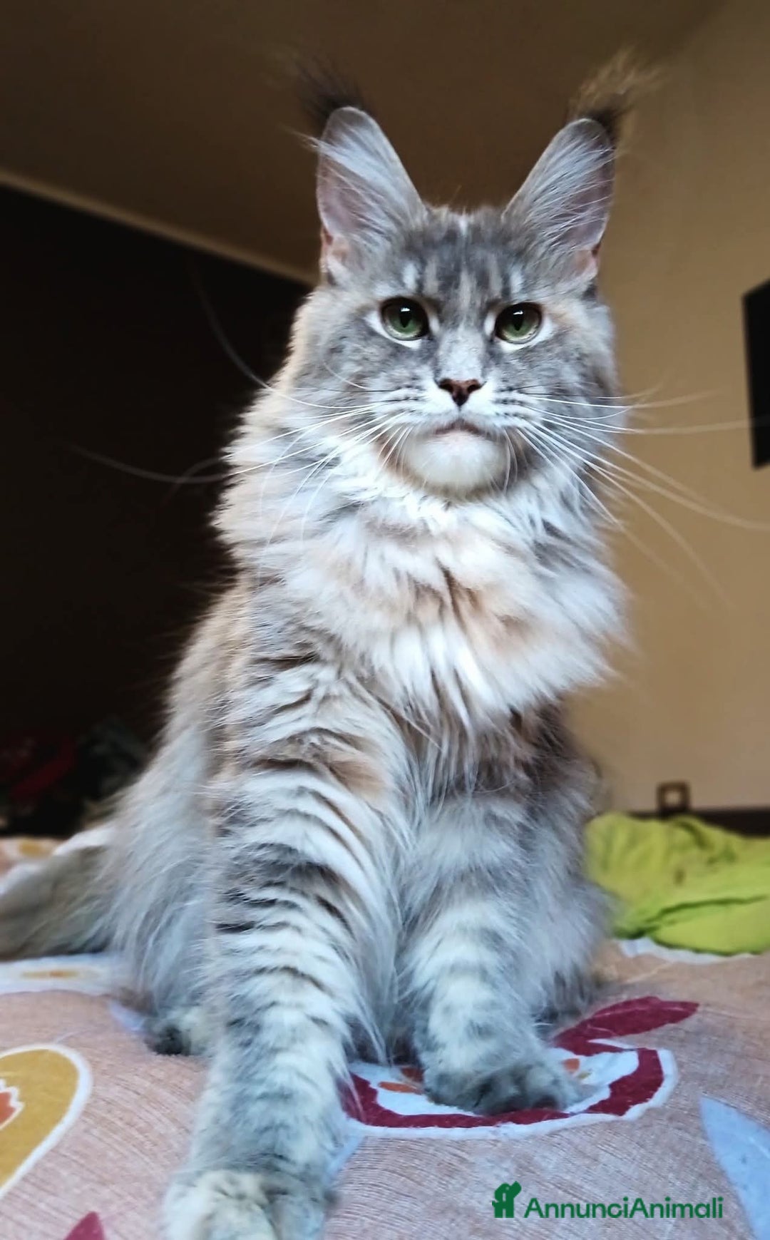 Maine Coon gatti in vendita: Cuccioli Maine coon pedigree FIFE  - Annuncio 4